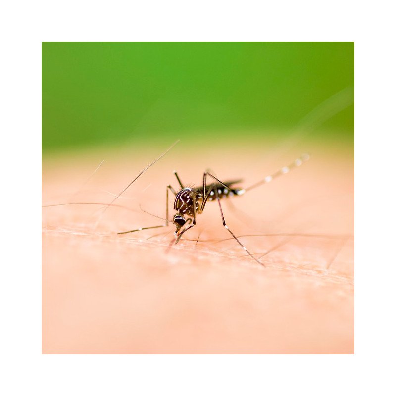 Malaria (oral)